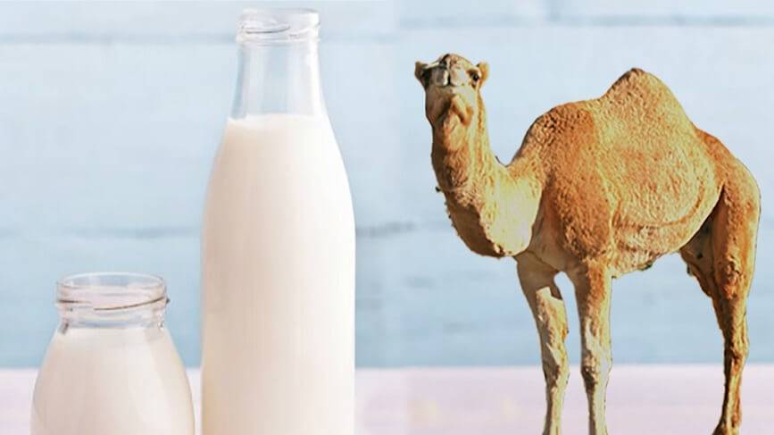 خرید پودر شیر شتر برای فرآوری و تولید مواد غذایی