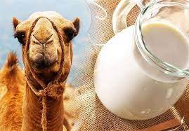 فروش عمده شیر شتر