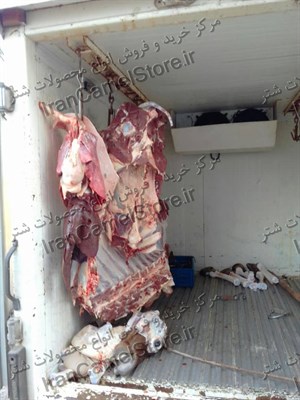 خرید گوشت شتر در کرج