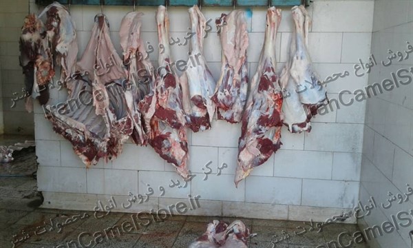 فروش گوشت شتر با مناسب ترین قیمت در شمال ایران