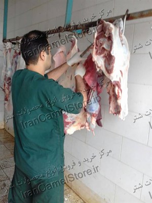 فروش گوشت شتر در همدان