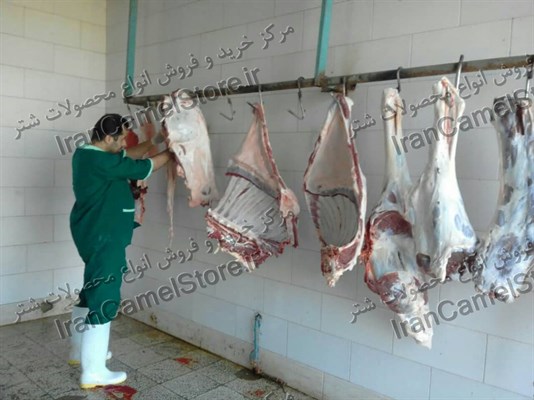 فروش گوشت شتر اصفهان